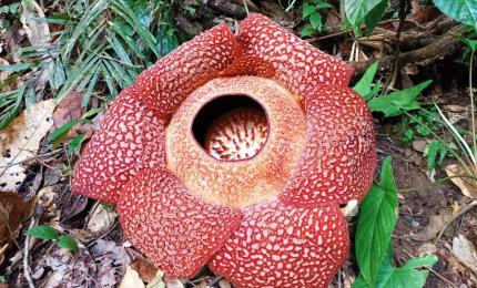 Bunga Rafflesia Bengkuluensis 