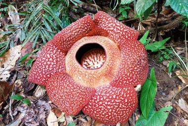 Bunga Rafflesia Bengkuluensis 